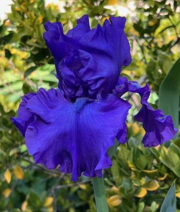 1761895088-Iris_min_for_ticket