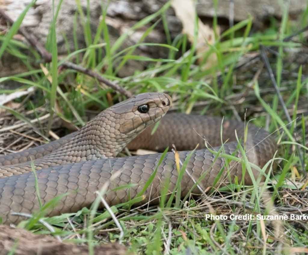 Cover image for event - Snake Safety