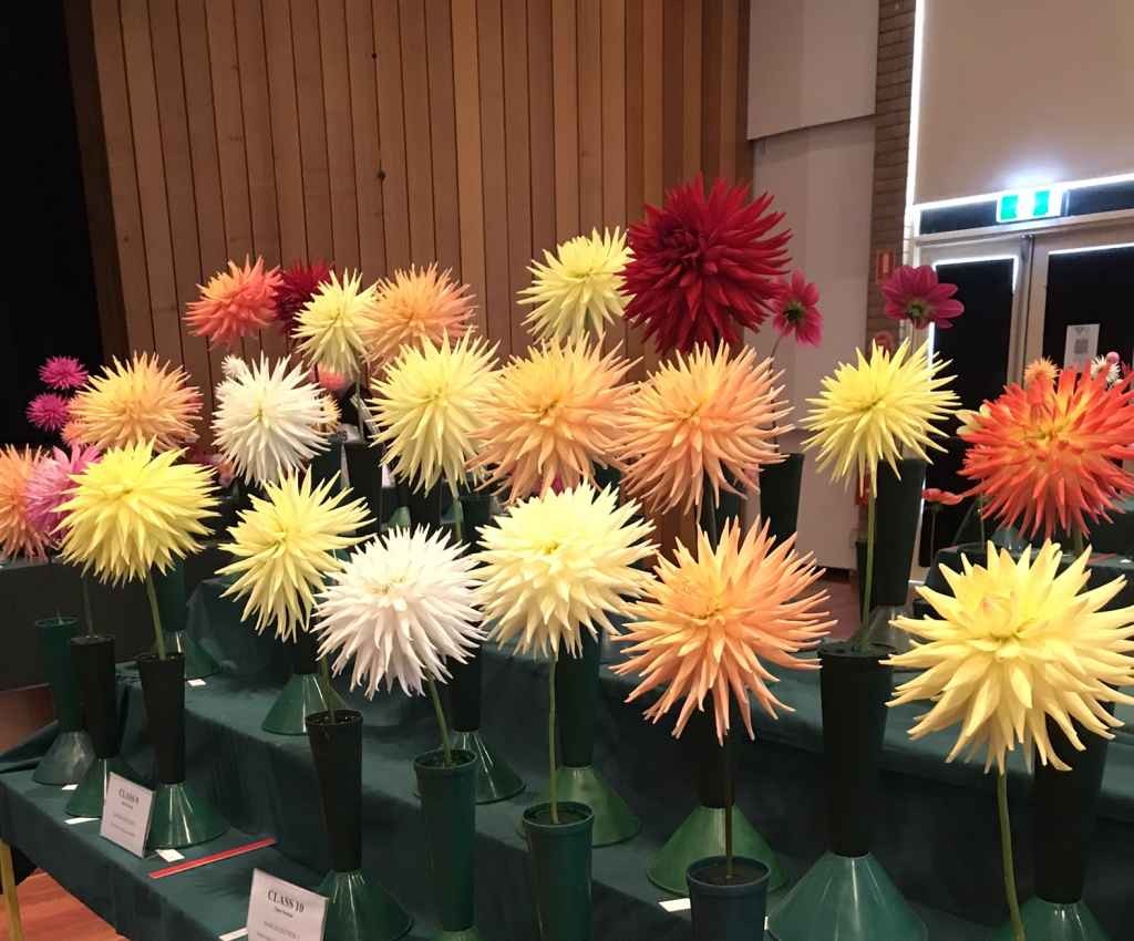 Cover image for event - Victorian Country Dahlia Championships & Annual Flower Show