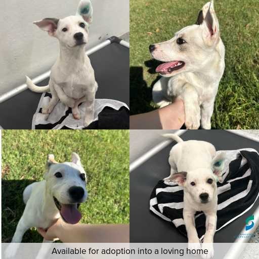 Photo of dog with ID of : D260162.