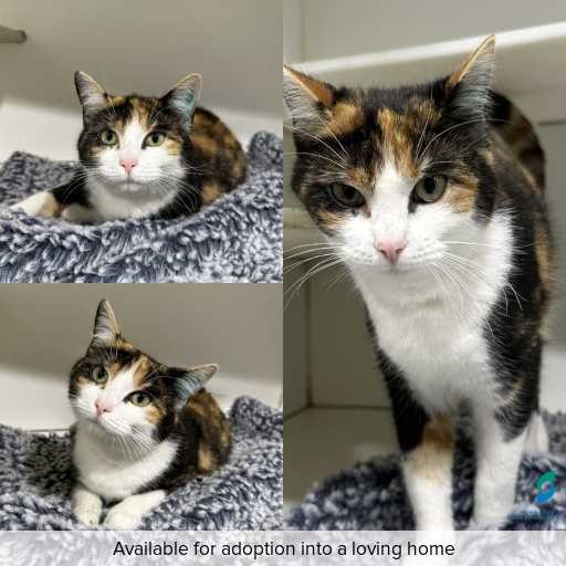 Photo of cat with ID of : C250948.