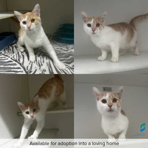 Photo of cat with ID of : C250971.