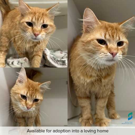 Photo of cat with ID of : C251089.