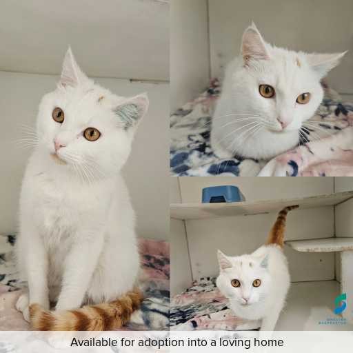 Photo of cat with ID of : C251107.