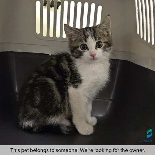 Photo of cat with ID of : C251157.