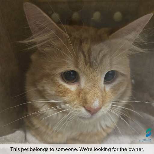 Photo of cat with ID of : C251160.