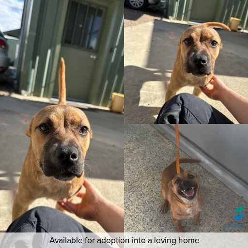 Photo of dog with ID of : D250581.