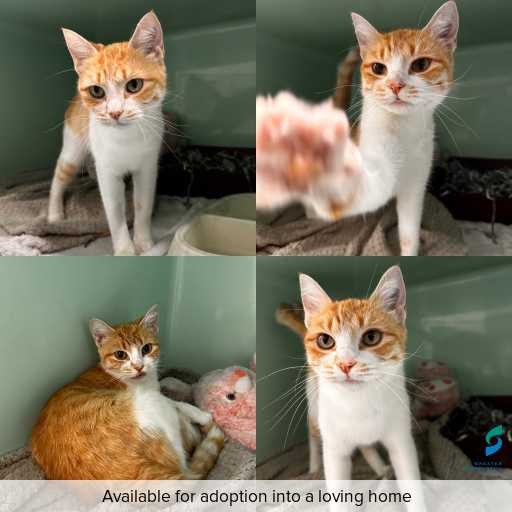 Photo of cat with ID of : C260169.