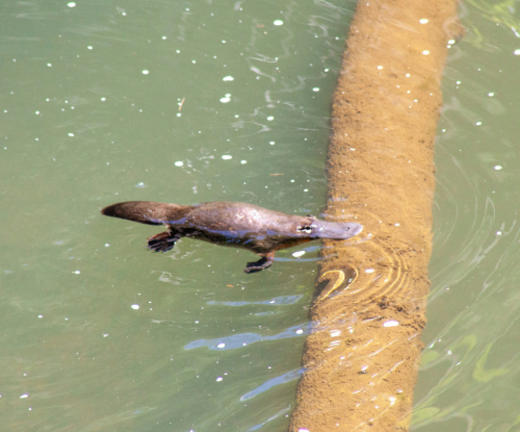 Cover image for event - Spotting Platypus