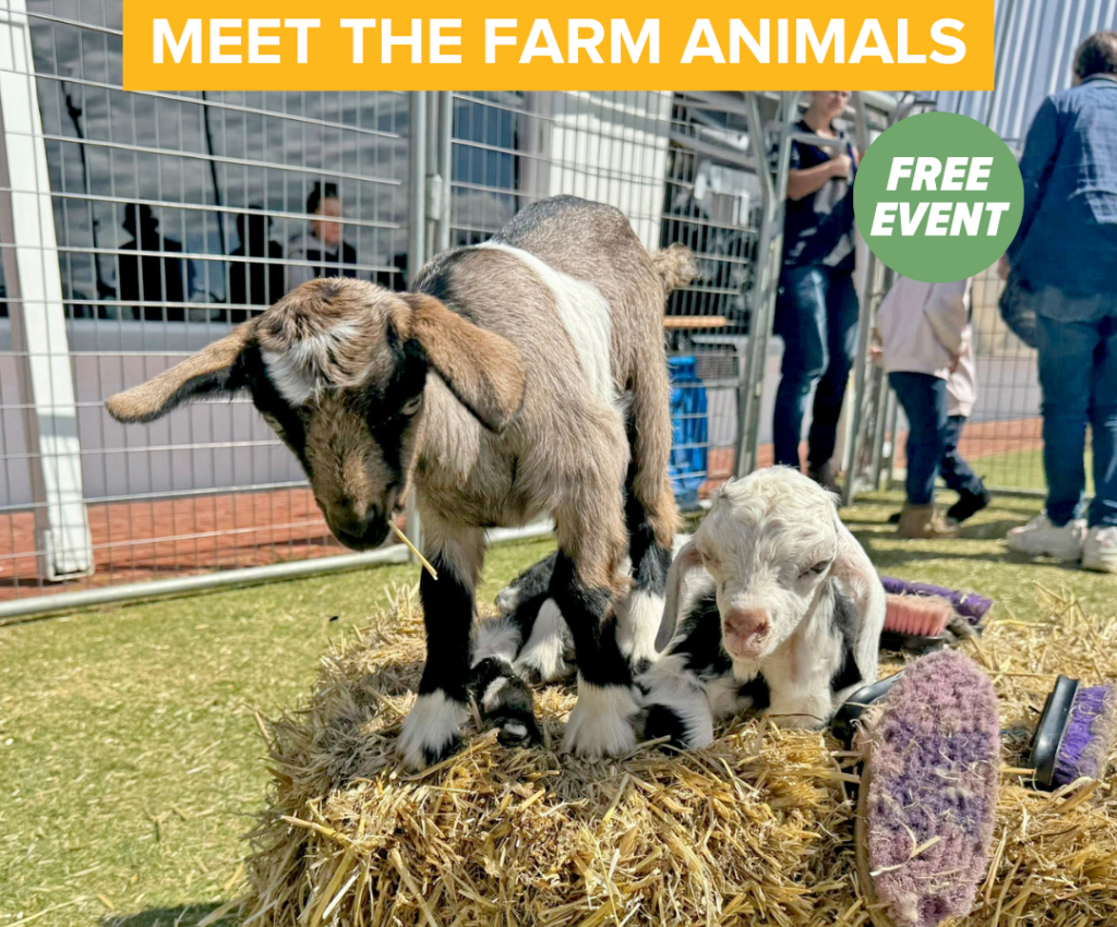 Cover image for event - Meet the Farm Animals