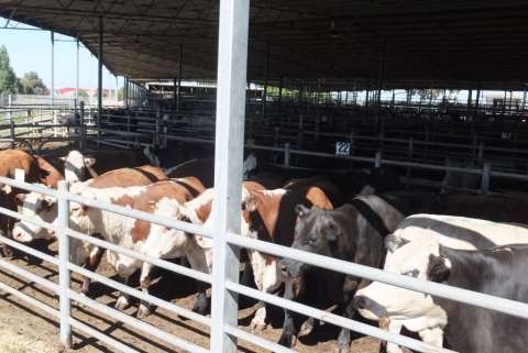 Photo cows 2