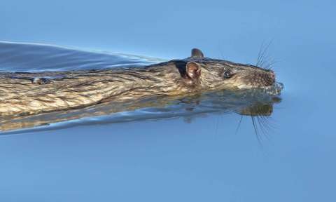 water rat Boekel 2016 July