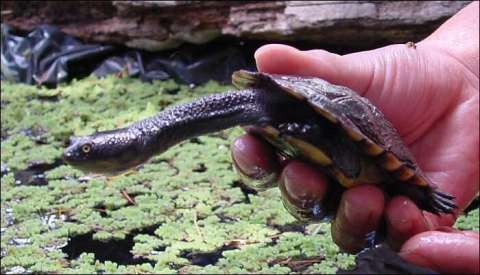 turtle
