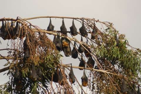 bats