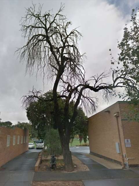 Furphy Tree. 