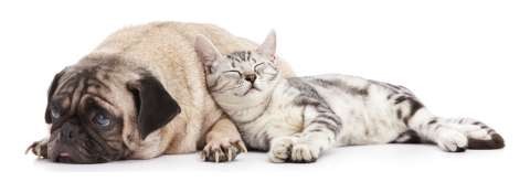 doc and cat Facebook post