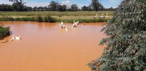 Craigmuir Lake Geese - new home picture
