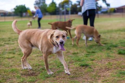 Off Leash Dog Park - 20171012 - 9936