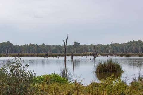 Reedy Swamp - Environment Education Day - 20170523 - 8375