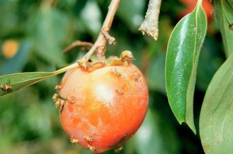 fruit-fly 4