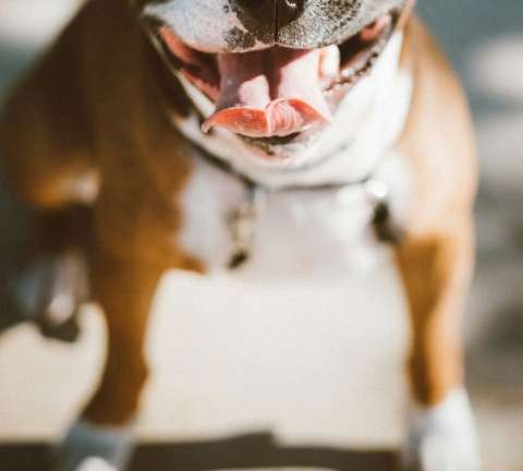 bulldog