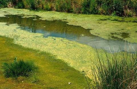800px-CSIRO ScienceImage 4628 Bluegreen algae in irrigation drain