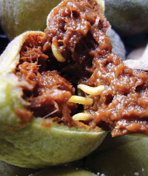 fruit-with-maggots