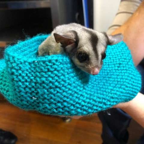 Image of sugar glider in crocheted nest